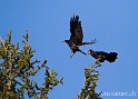 Corbeau 2722